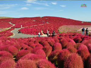 Rực rỡ mùa thu Nhật Bản với Lễ hội hoa Kochia