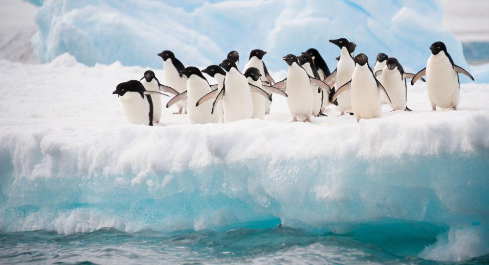 Kinh nghiệm cần chuẩn bị trước khi đi du lịch Nam Cực