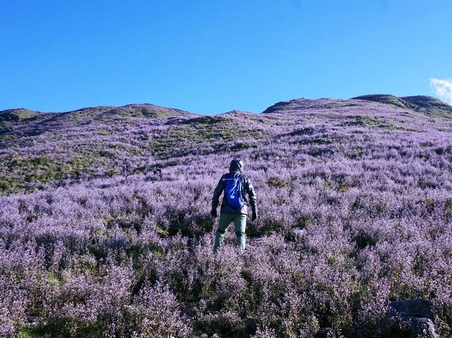 Rủ nhau đến Tà Chì Nhù ngắm hoa Chi Pâu đẹp thơ mộng vào tháng 11 này nhé