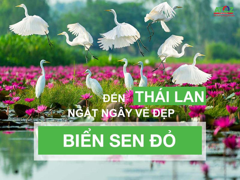 Đến Xứ sở chùa Vàng phải ghé thăm Biển Sen Đỏ nổi tiếng 