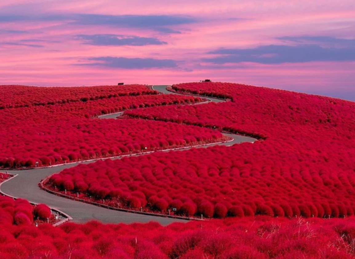 Cỏ Kochia đỏ rực khi vào thu tại công viên Hitachi Nhật Bản