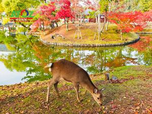 Tour Nhật Bản cung đường vàng mùa thu 2019: TOKYO  – YAMANASHI – TOYOHASHI – KYOTO – OSAKA