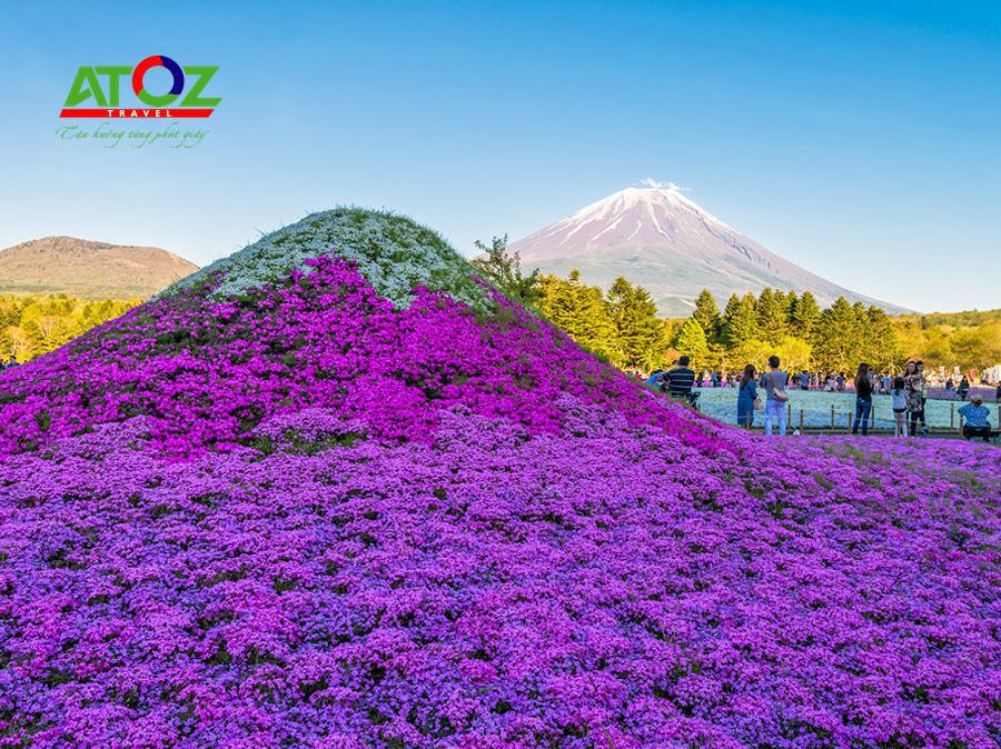 Tour Nhật Bản lễ 30/4/2020: Cung Đường Vàng Hoa Tử Đằng – Lễ Hội Hoa Chi Anh (VJ)