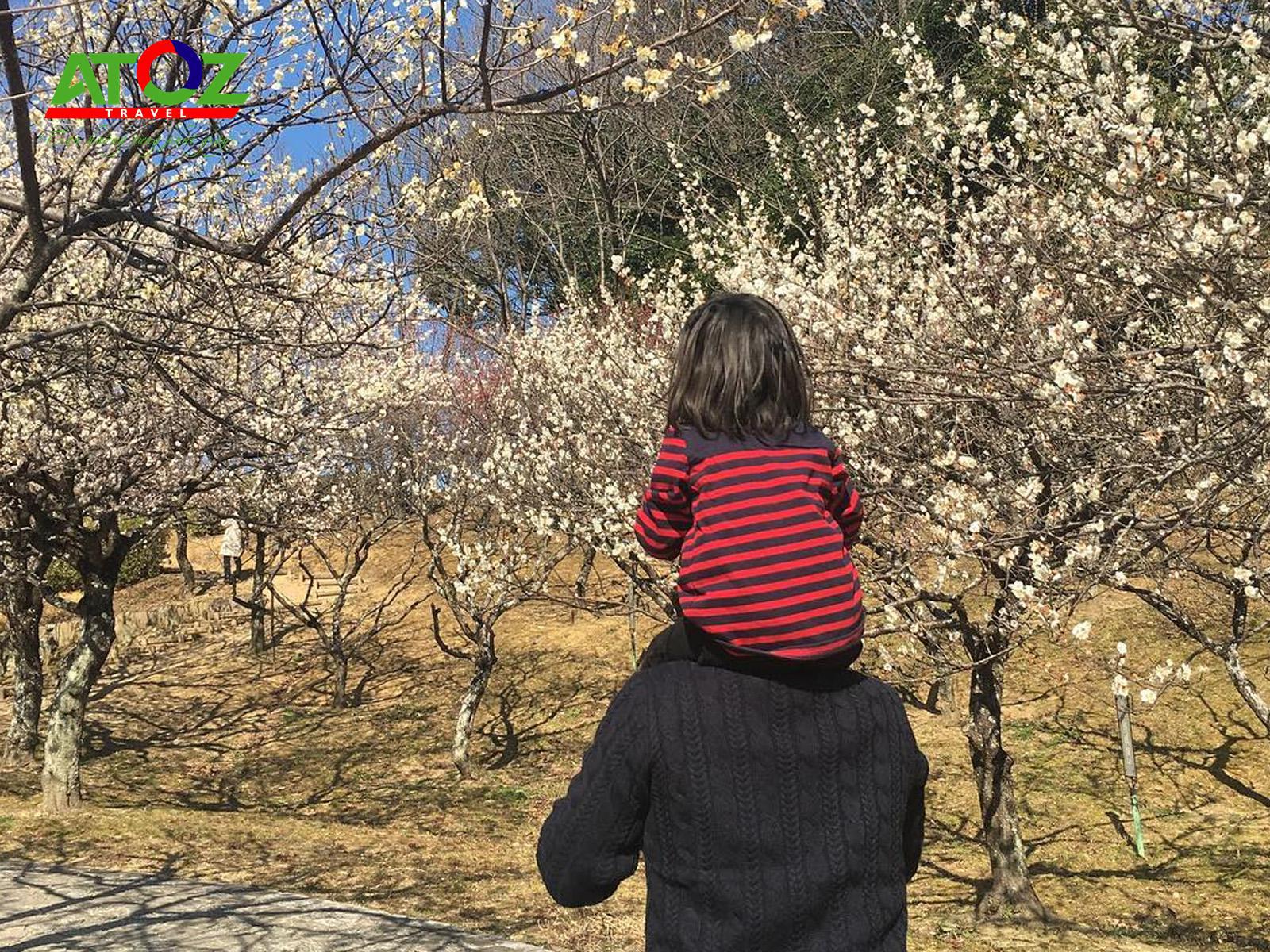 Những tọa độ ngắm hoa mơ đẹp nhất Tokyo Nhật Bản