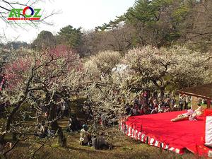 Những tọa độ ngắm hoa mơ đẹp nhất Tokyo Nhật Bản