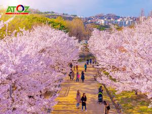 Tour Hàn Quốc mùa hoa anh đào: Seoul - Đảo Nami - Everland - Tháp Nam San