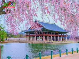 Tour Hàn Quốc mùa hoa anh đào: Seoul - Đảo Nami - Everland - Tháp Nam San