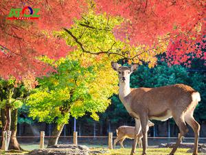 NHẬT BẢN MÙA THU LÁ ĐỎ 2022: YAMANASHI – FUJISAN – TOKYO – NARITA