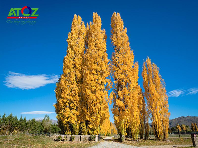  Du lịch New Zealand và tận hưởng vẻ đẹp thư giãn vào mùa thu