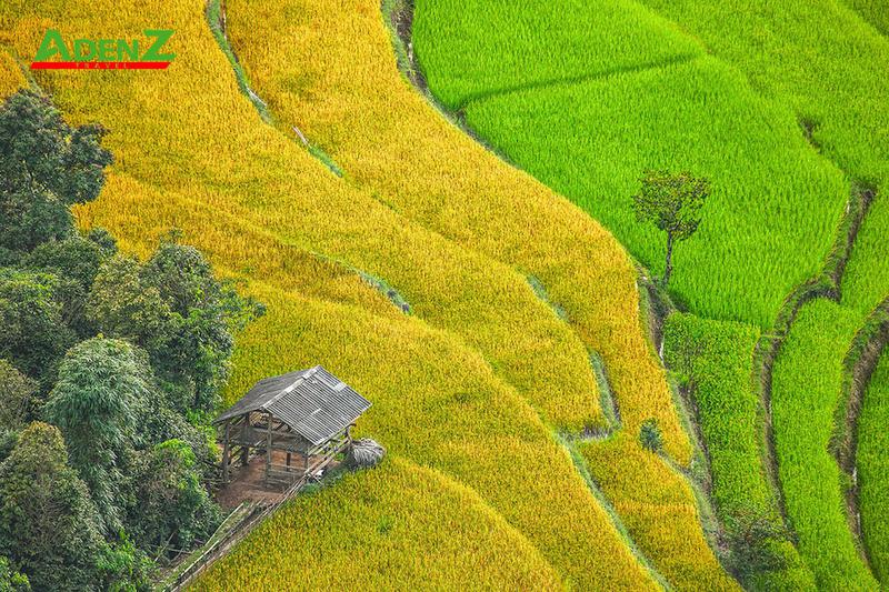 Tour du lịch HÀ GIANG – LÀO CAI 2022: HOÀNG SU PHÌ – CỐC PÀI – SI MA CAI – BẮC HÀ  MÙA LÚA CHÍN