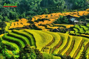 Tour du lịch HÀ GIANG – LÀO CAI 2022: HOÀNG SU PHÌ – CỐC PÀI – SI MA CAI – BẮC HÀ MÙA LÚA CHÍN