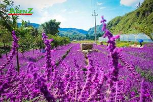 Tour du lịch HÀ GIANG – LÀO CAI 2022: HOÀNG SU PHÌ – CỐC PÀI – SI MA CAI – BẮC HÀ MÙA LÚA CHÍN