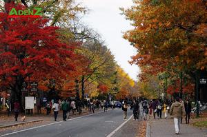 Nhật Bản mùa thu lá đỏ tuyến mới Hokkaido - Saitama - Gunma - Tokyo