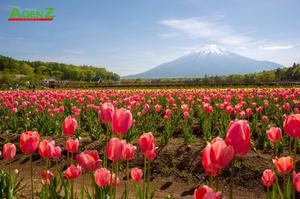 Tour du lịch Nhật Bản - Cung Đường Vàng TOKYO – FUJI – NAGOYA – KYOTO – OSAKA - VJ