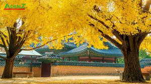Tour du lịch HÀN QUỐC - KHÁM PHÁ MÙA THU HÀN QUỐC SEOUL – ĐẢO NAMI – EVERLAND