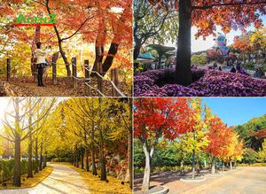 Tour du lịch HÀN QUỐC - KHÁM PHÁ MÙA THU HÀN QUỐC SEOUL – ĐẢO NAMI – EVERLAND