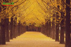 Tour du lịch HÀN QUỐC - KHÁM PHÁ MÙA THU HÀN QUỐC SEOUL – ĐẢO NAMI – EVERLAND