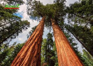 ĐÓN TẾT GIÁP THÌN 2024 TẠI NEW ZEALAND AUCKLAND – WAITOMO – ROTORUA – HOBITTON
