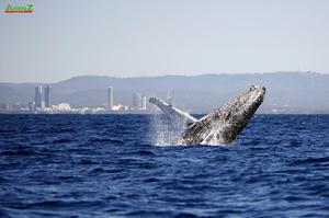 ĐÓN TẾT GIÁP THÌN 2024  TẠI BANG QUEENSLAND NƯỚC ÚC