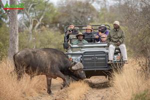 KHÁM PHÁ SAFARI HOANG DÃ TẠI VƯỜN QUỐC GIA KRUGER