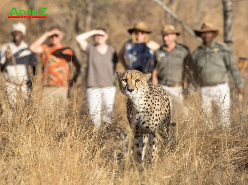 KHÁM PHÁ SAFARI HOANG DÃ TẠI VƯỜN QUỐC GIA KRUGER