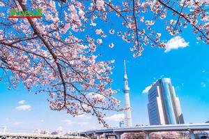 TOUR NHẬT BẢN NGẮM HOA KAWAZU SAKURA 2024 TẾT NGUYÊN ĐÁN 2024 TOKYO – YAMANASHI – TOYOHASHI – KYOTO – OSAKA – KOBE