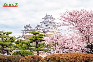 TOUR NHẬT BẢN NGẮM HOA KAWAZU SAKURA 2024 TẾT NGUYÊN ĐÁN 2024 TOKYO – YAMANASHI – TOYOHASHI – KYOTO – OSAKA – KOBE