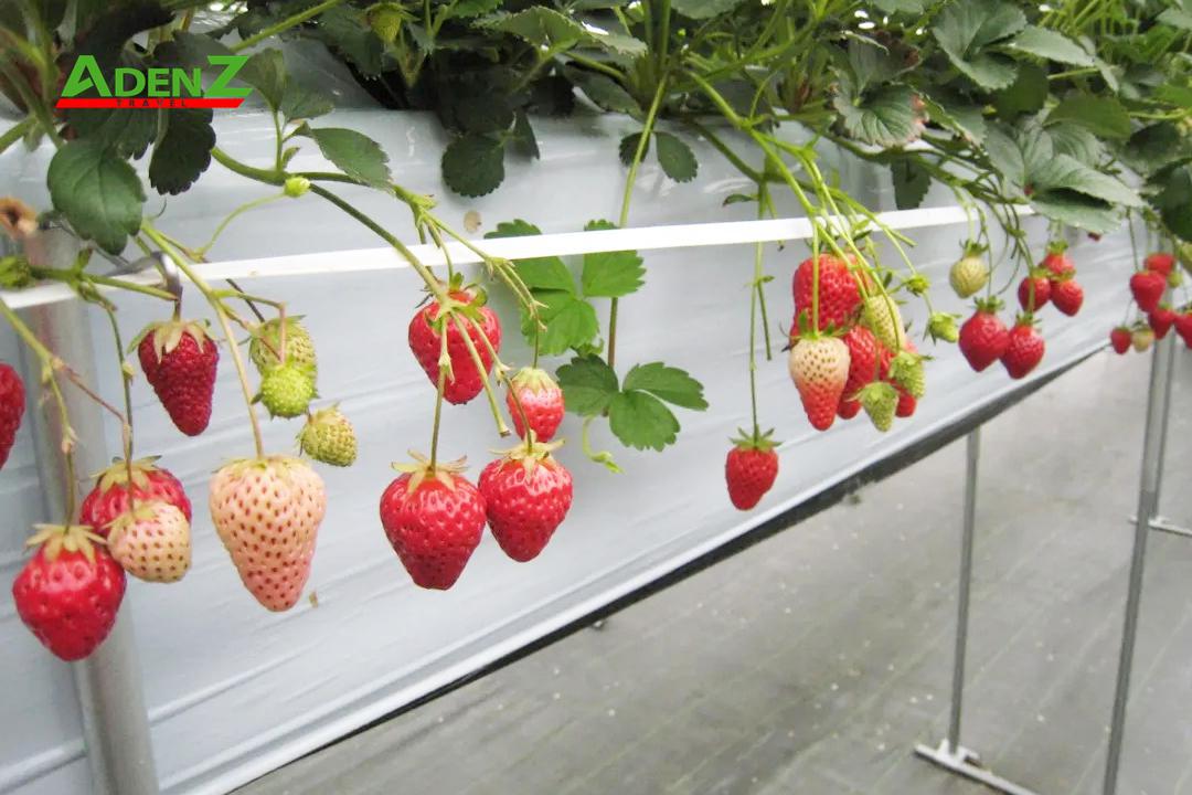 NGẮM TUYẾT RƠI CHƠI TRƯỢT TUYẾT TẠI NHẬT BẢN