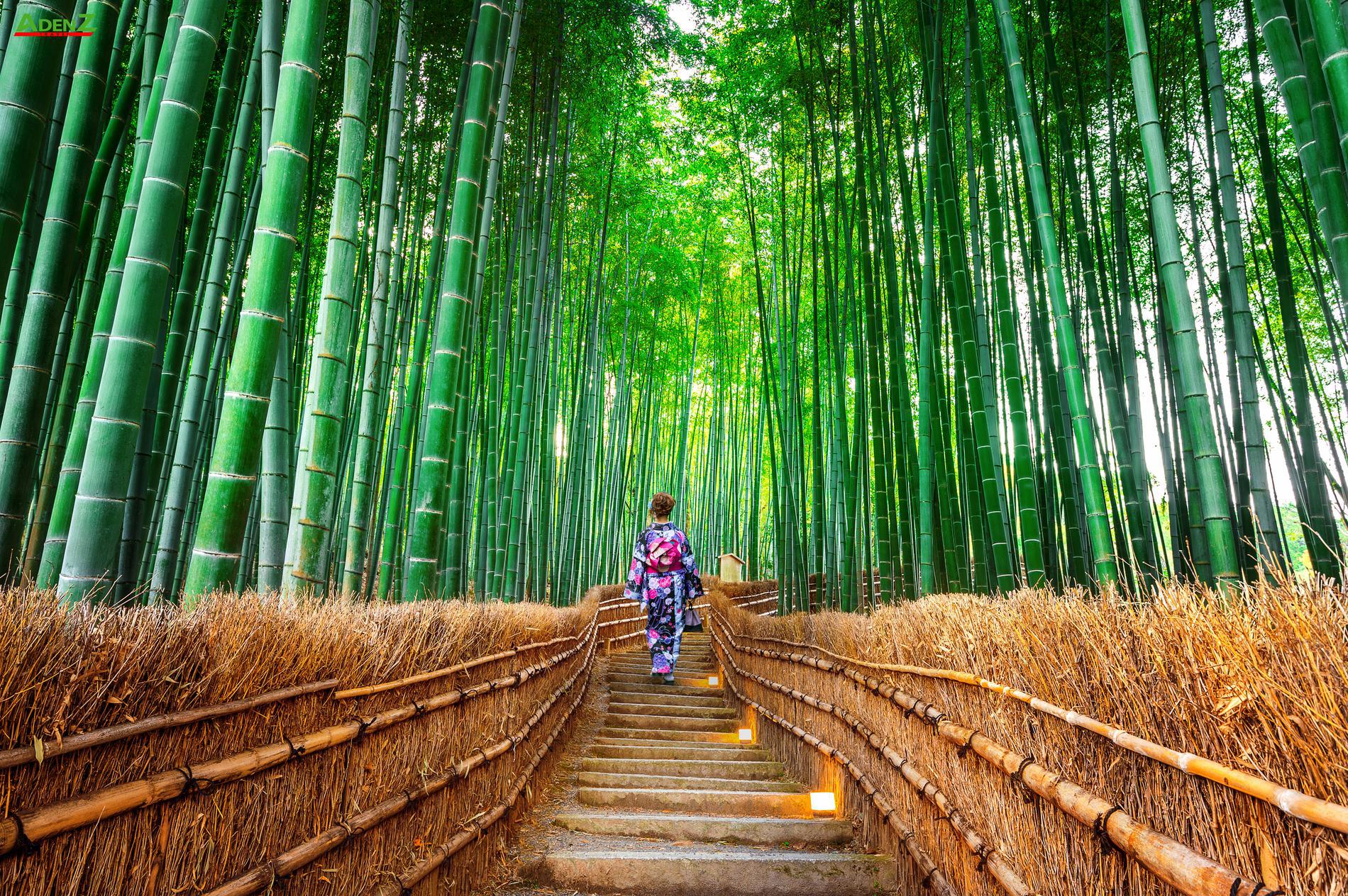 CHƯƠNG TRÌNH TOUR NHẬT BẢN CUNG ĐƯỜNG VÀNG MÙA HOA ANH ĐÀO OSAKA – KOBE – KYOTO – FUJI – TOKYO THÁNG 3