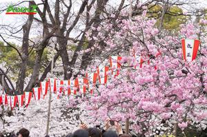 CHƯƠNG TRÌNH TOUR NHẬT BẢN CUNG ĐƯỜNG VÀNG MÙA HOA ANH ĐÀO TOKYO – HAKONE – YAMANASHI – FUJI – NAGOYA - OSAKA THÁNG 4