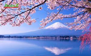 CHƯƠNG TRÌNH TOUR NHẬT BẢN CUNG ĐƯỜNG VÀNG MÙA HOA ANH ĐÀO TOKYO – HAKONE – YAMANASHI – FUJI – NAGOYA - OSAKA THÁNG 4