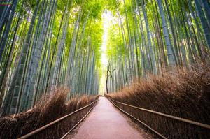 CHƯƠNG TRÌNH TOUR NHẬT BẢN CUNG ĐƯỜNG VÀNG MÙA HOA ANH ĐÀO TOKYO – HAKONE – YAMANASHI – FUJI – NAGOYA - OSAKA THÁNG 4