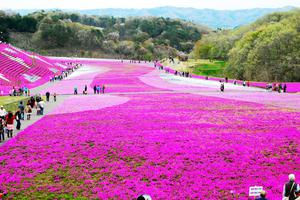 TOUR NHẬT BẢN LỄ 30/4 TOKYO – YAMANASHI – TOYOHASHI – KYOTO – OSAKA – KOBE