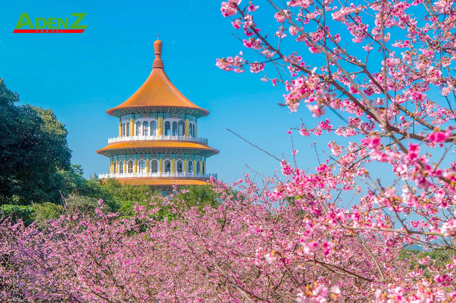 Đài Loan thật cuốn hút khi vào mùa hoa anh đào nở