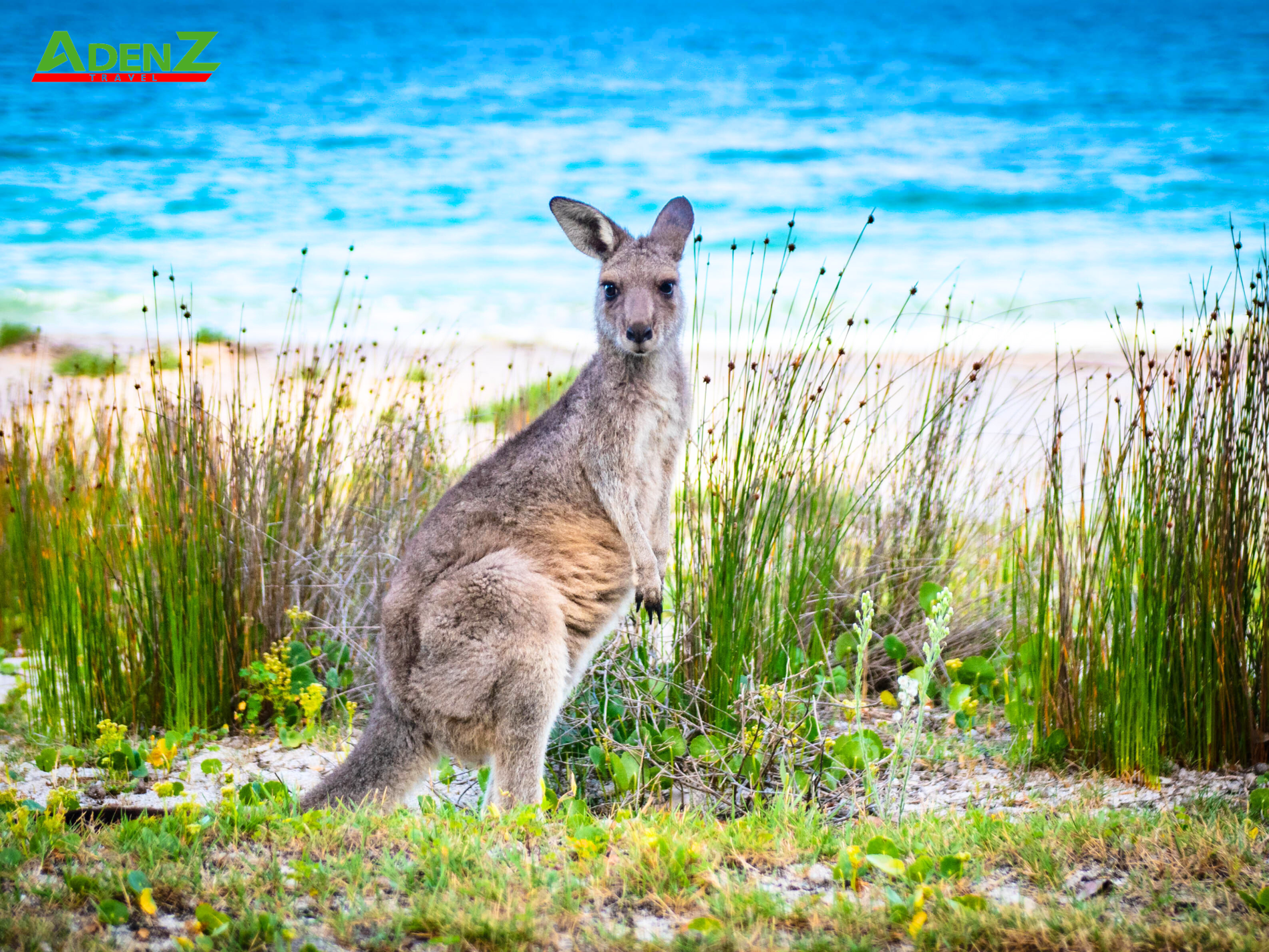 Đảo Kangaroo - Nơi có khí hậu ôn hoà vào tháng 1 và tháng 2 ở nước Úc