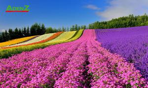 TOUR NHẬT BẢN CAO CẤP HOKKAIDO - SAPPORO – ASAHIKAWA – OTARU
