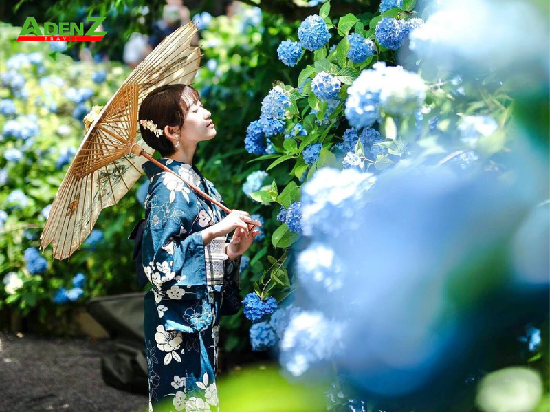 TOP 10 ĐỊA ĐIỂM NGẮM HOA CẨM TÚ CẦU CỰC ĐẸP Ở TOKYO