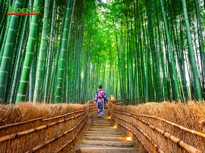 THAM QUAN TUYỆT TÁC CỦA TỰ NHIÊN RỪNG TRE ARASHIYAMA