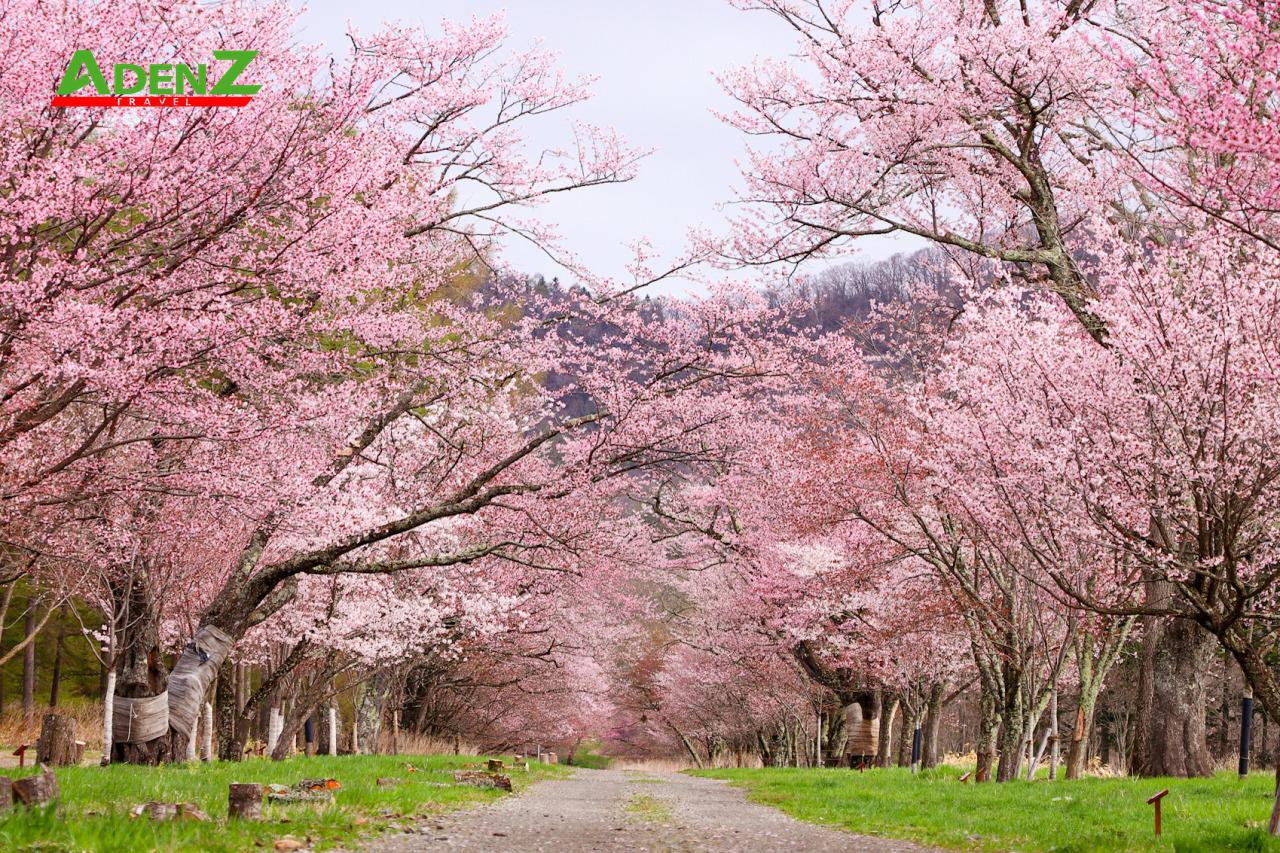 Hàng ngàn cây hoa anh đào khoe sắc thắm trên con đường hoa anh đào Nijukken khi xuân đến