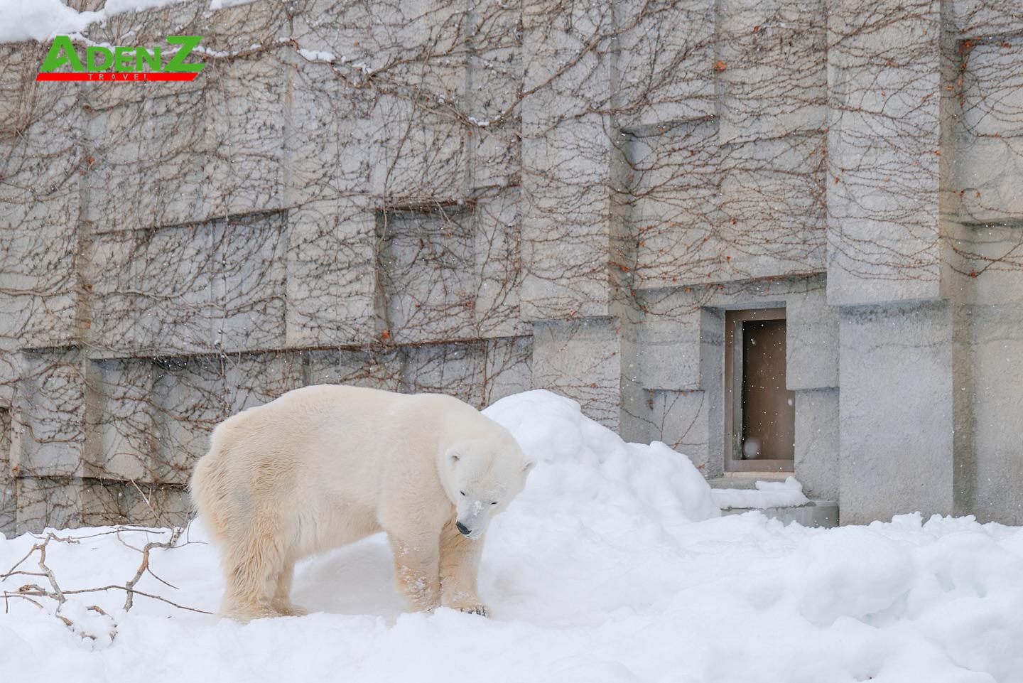 Gấu Bắc cực tại vườn thú