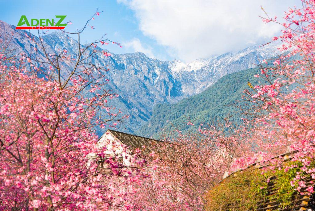 TOUR DU LỊCH TRUNG QUỐC  CÔN MINH - LỆ GIANG - ĐẠI LÝ - SHANGRILA - NÚI TUYẾT NGỌC LONG MÙA HOA ANH ĐÀO