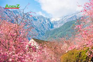 TOUR DU LỊCH TRUNG QUỐC CÔN MINH - LỆ GIANG - ĐẠI LÝ - SHANGRILA - NÚI TUYẾT NGỌC LONG MÙA HOA ANH ĐÀO