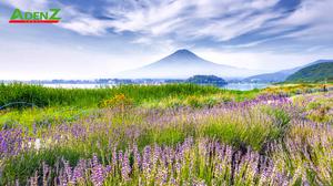 TOUR DU LỊCH NHẬT BẢN MÙA HÈ TUYẾN TOKYO - FUJI - NAGOYA - KYOTO - OSAKA