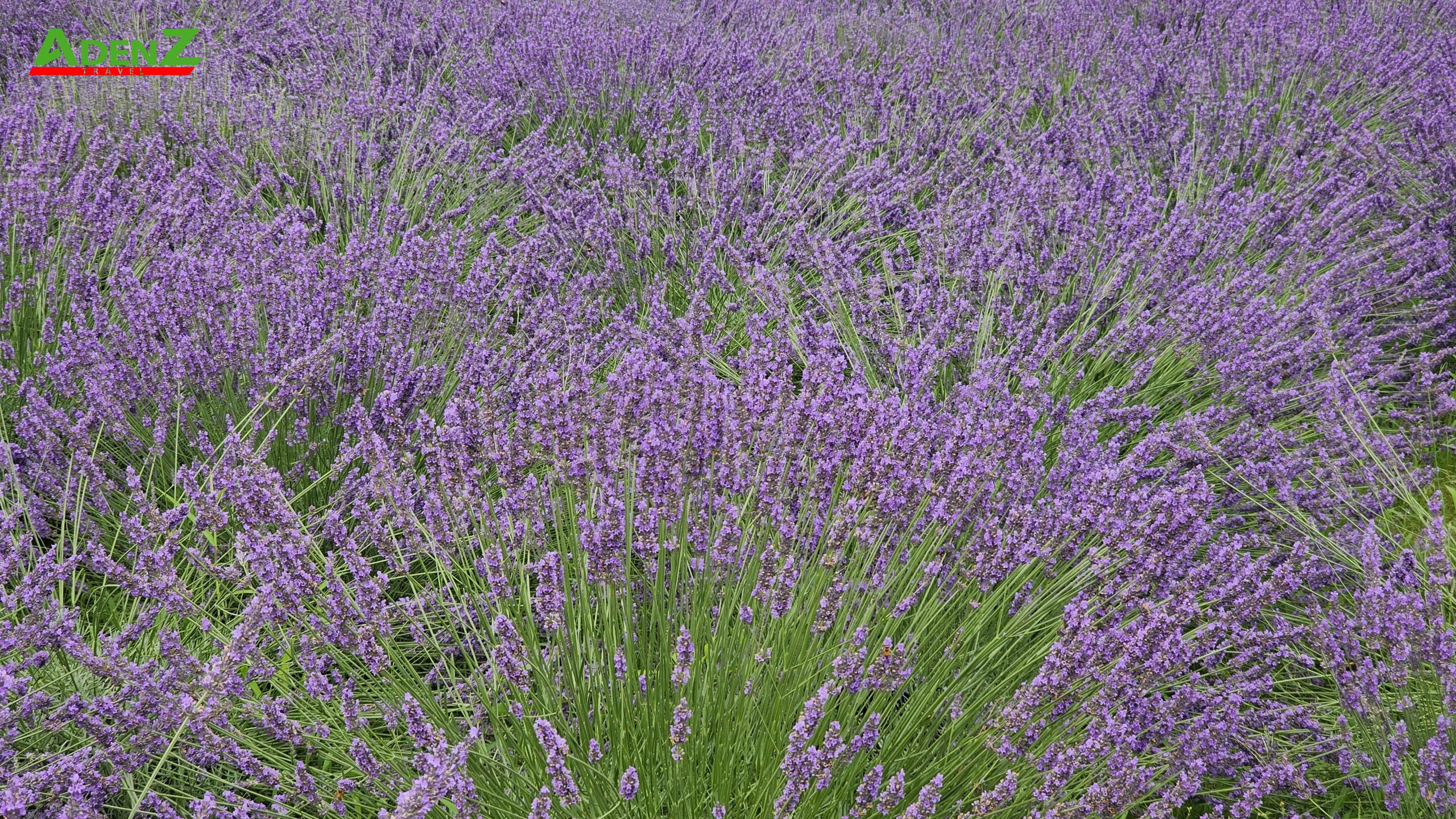 TOUR DU LỊCH NHẬT BẢN MÙA HÈ TUYẾN TOKYO - FUJI - NAGOYA - KYOTO - OSAKA 