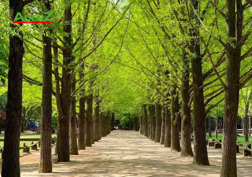 TOUR DU LỊCH HÀN QUỐC MÙA HÈ TUYẾN SEOUL – ĐẢO NAMI – EVERLAND