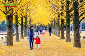 TOUR DU LỊCH HÀN QUỐC MÙA THU TUYẾN SEOUL – ĐẢO NAMI – EVERLAND