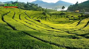 TOUR DU LỊCH INDONESIA TUYẾN JAKARTA - PUNCAK - CAO NGUYÊN BANDUNG - TOUR 2/9