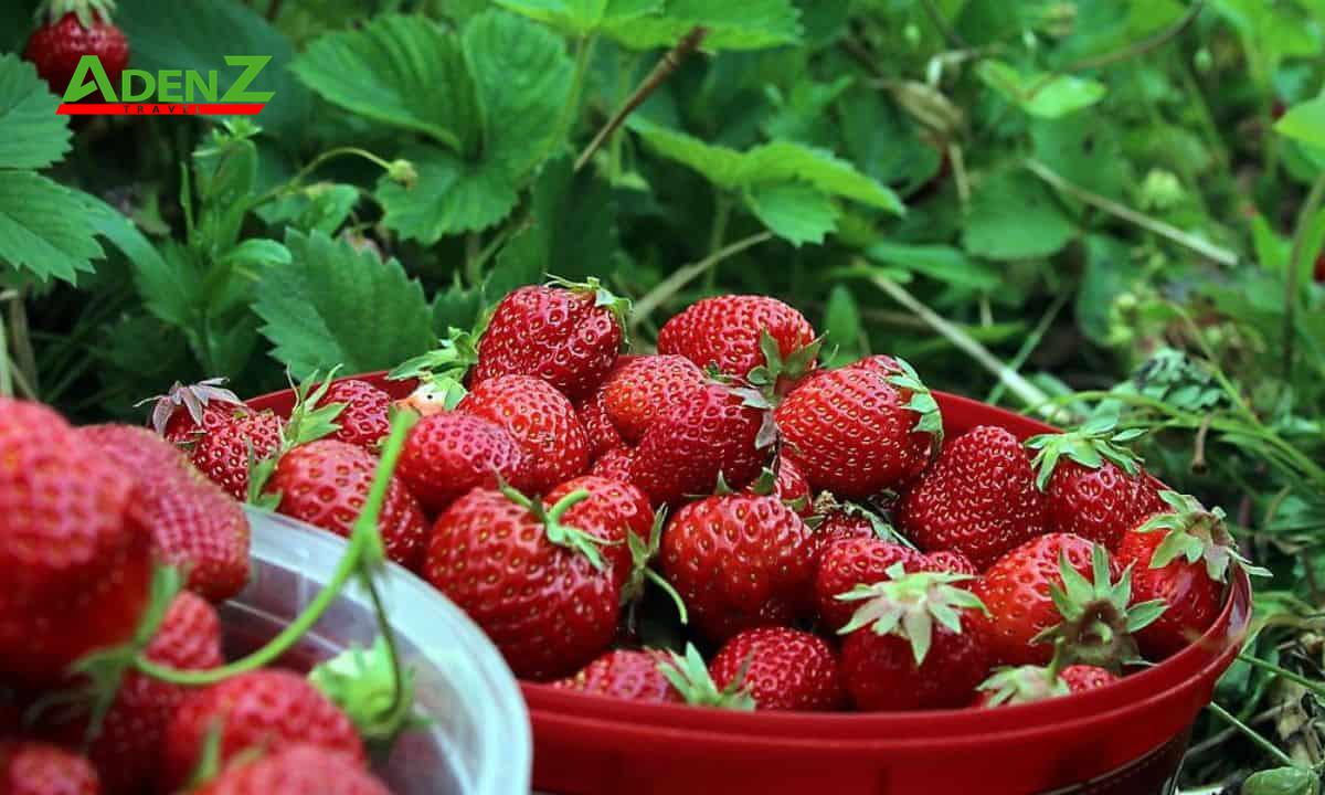 TOUR DU LỊCH INDONESIA TUYẾN JAKARTA - PUNCAK - CAO NGUYÊN BANDUNG - TOUR 2/9