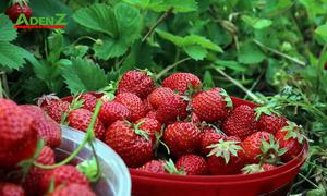 TOUR DU LỊCH INDONESIA TUYẾN JAKARTA - PUNCAK - CAO NGUYÊN BANDUNG - TOUR 2/9