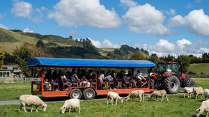 TOUR DU LỊCH NEW ZEALAND TUYẾN AUCKLAND - WAITOMO - TAUPO - ROTORUA - HOBITTON